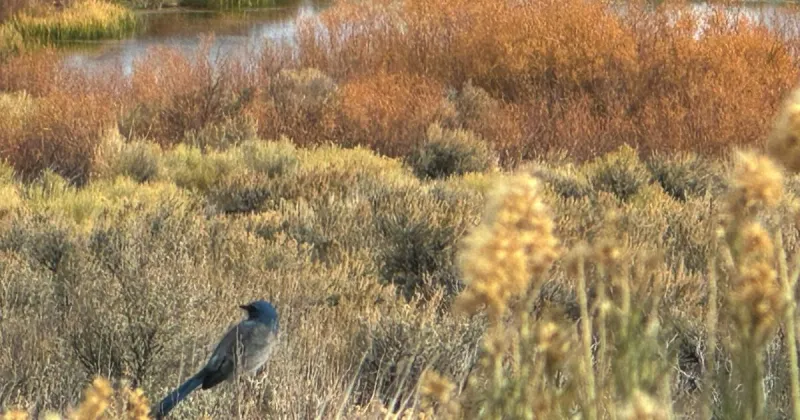 Bristlecone Audubon upcoming events