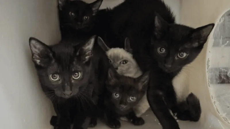 Regional Animal Services pulls 80 cats from unsanitary Reno eviction scene