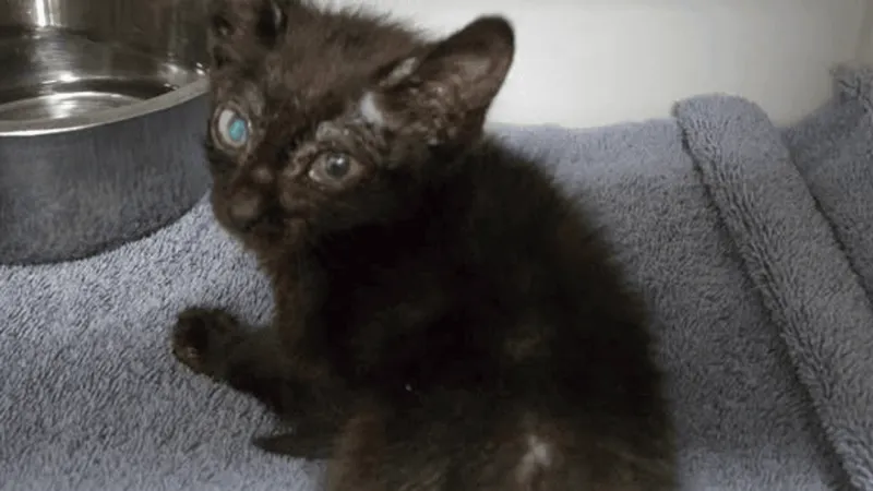 Washoe County shelter recovering after 80-cat rescue; one kitten found dead