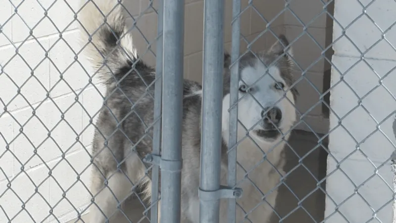 More than 300 animals sheltered as Hawk Fire evacuations push Washoe facility to capacity
