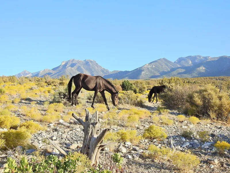 Nevada's feral horse problem is a policy failure-and BLM land is proof