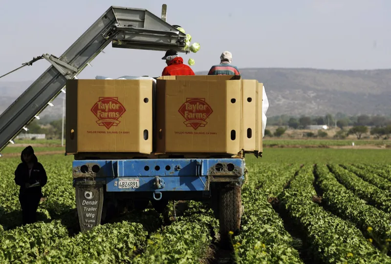 Summer of recalls exposes holes in nation's food safety net