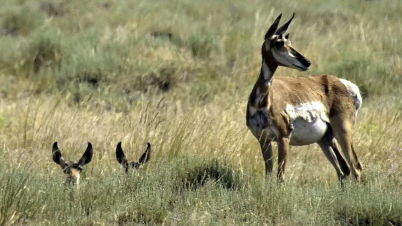 Investigation underway after antelope head found in cooler in Sparks