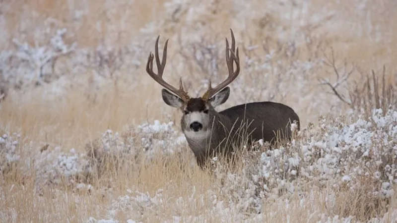 Nevada drivers urged to stay alert as animal movement increases in fall