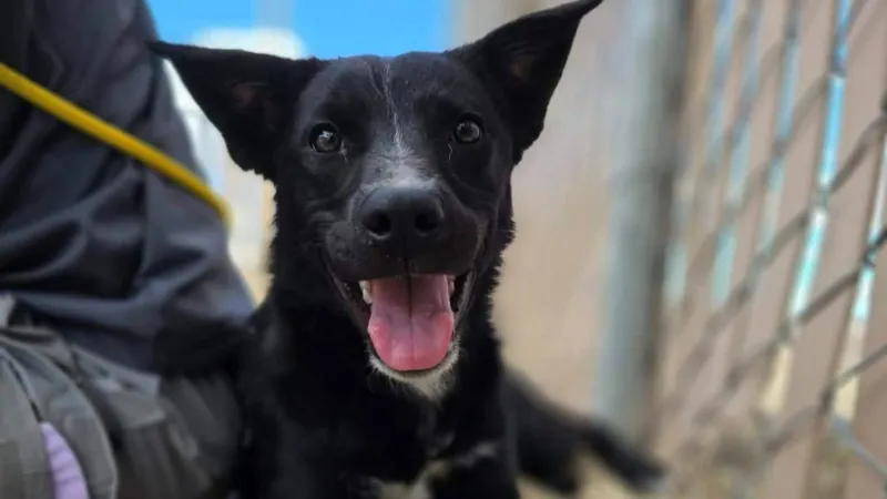 Anonymous $25,000 gift boosts Lyon County Animal Services amid overcrowding crisis