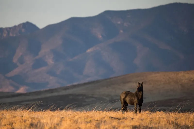 Nevada's wild horses represent a policy failure, just not the one you think