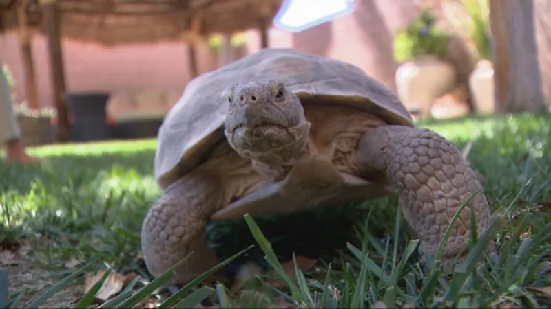 Pet tortoises on the move in summer, prompting owners to search and take precautions