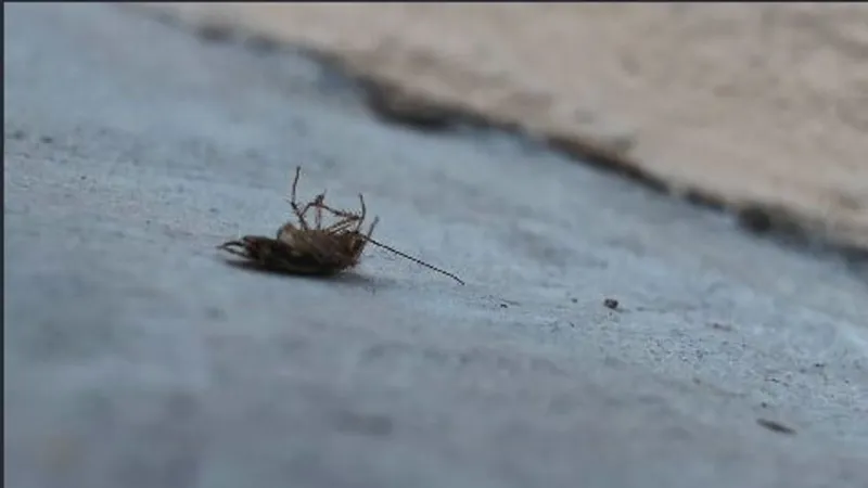 NPMA fall forecast warns cooling weather may drive pests indoors, entomologist says