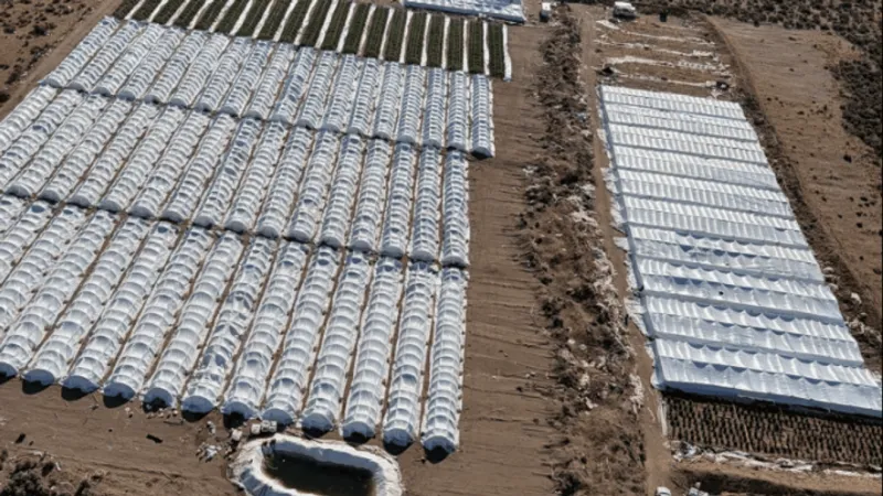 More than 151,000 plants seized in Lassen County illegal marijuana grow crackdown