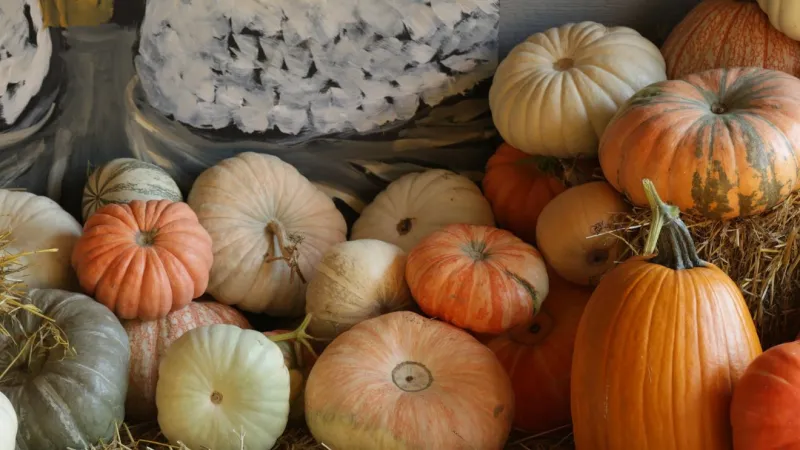 VOTE: What is your favorite part of Fall?