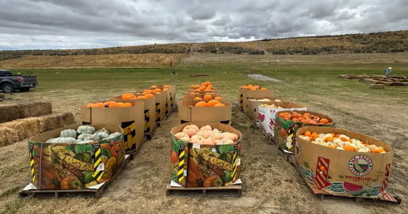 Weekend events: Pumpkin patch, downtown ghosts, rowing fundraiser