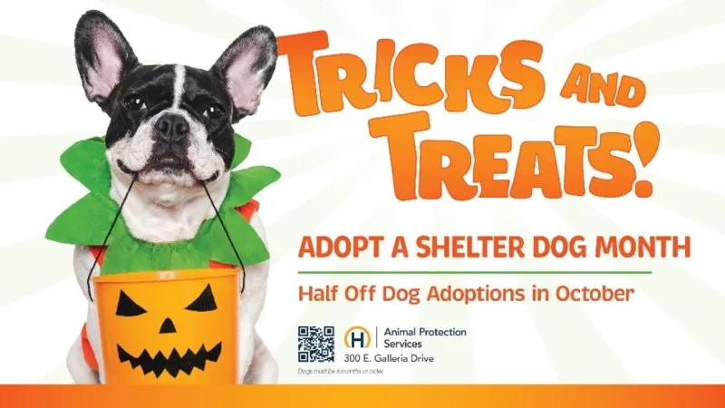 Henderson offers half-off dog adoptions in October for Adopt a Shelter Dog Month