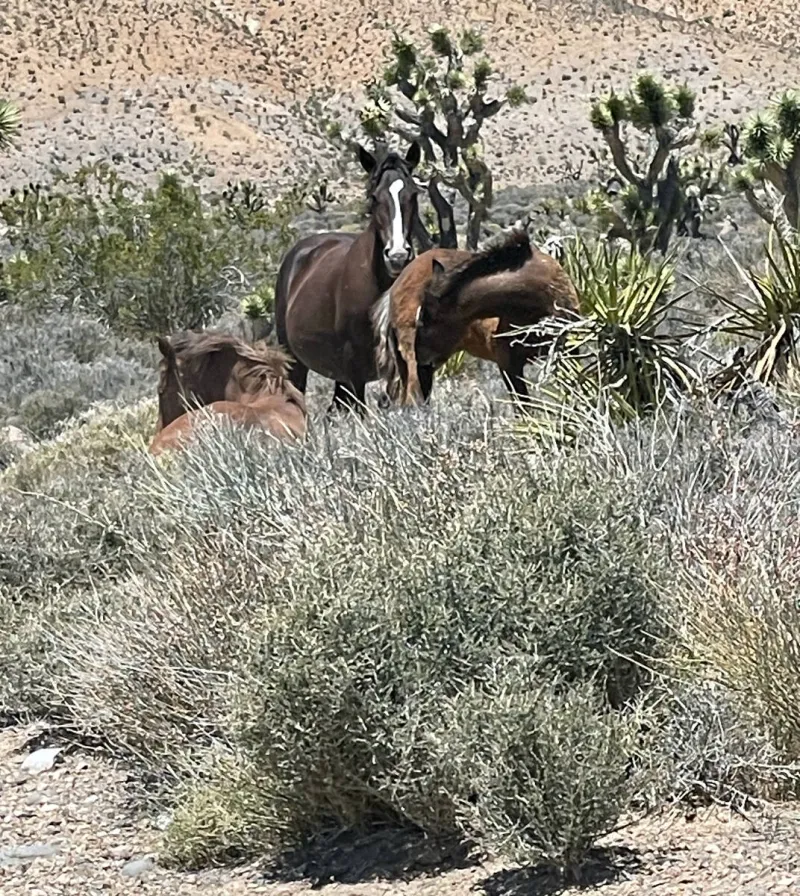 Calvada Herd to return to Pahrump