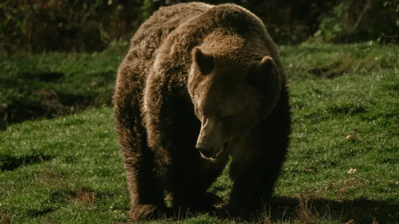 NDOW captures mother bear and two cubs at Rancho San Rafael, plans Monday release