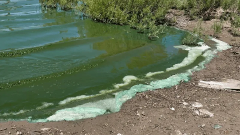 Gardnerville urges residents to avoid pond amid suspected algae bloom
