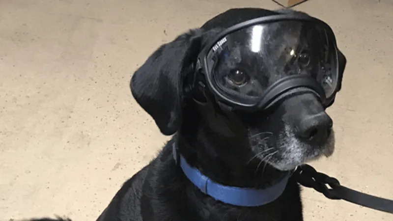 Retired Reno bomb squad K9 Bob dies after years protecting Nevada