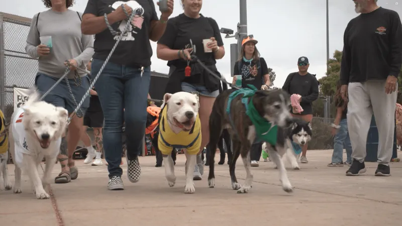 Nevada SPCA's Neon Dog Walk raises more than $80k at Silverado Ranch Park