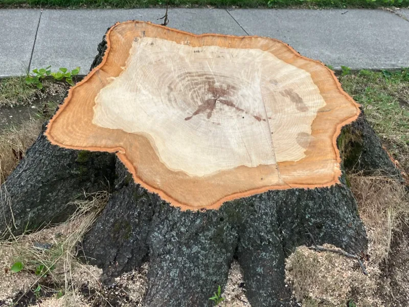 2 dozen trees cut down on Mineola's Wellington Road, Garfield Ave. ahead of road reconstruction