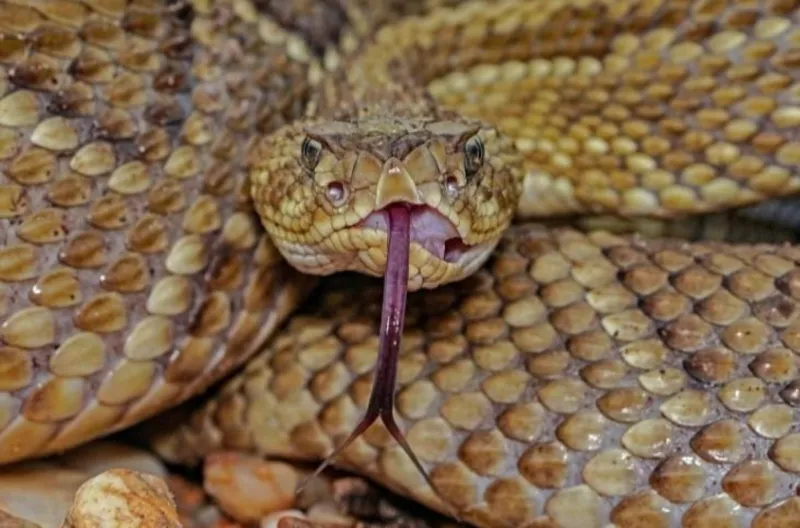 Deadly Snake Found Hanging In Upstate New York Home