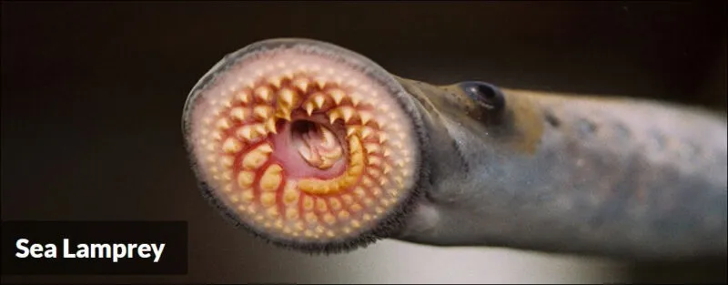 Sea lampreys thrive off of Lake Erie fish