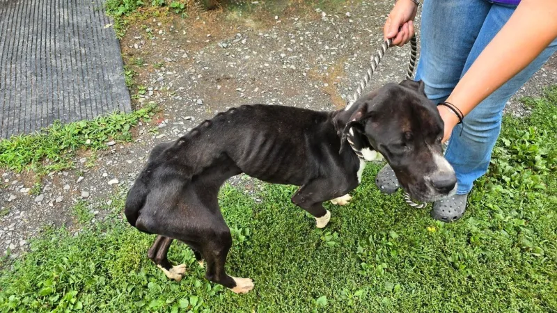 Humane society offers $1,000 reward for info on neglected pitbull found in Hudson