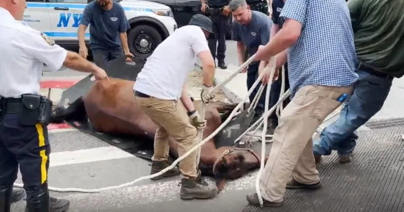 Carriage horse collapses, dies in NYC's Hell's Kitchen
