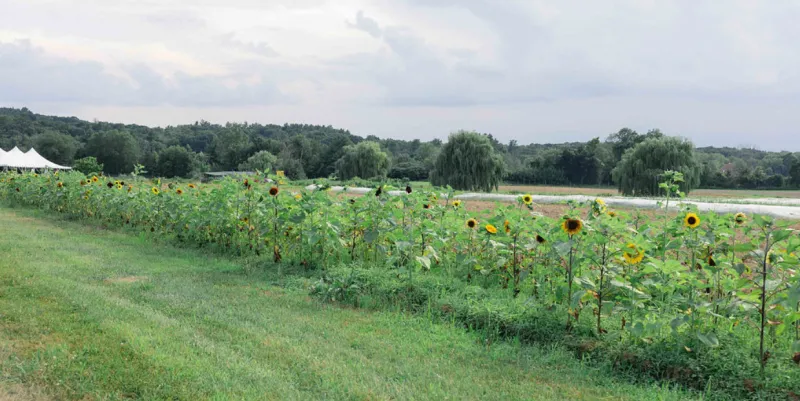The Sylvia Center Hosts Adult Farm Camp in Kinderhook