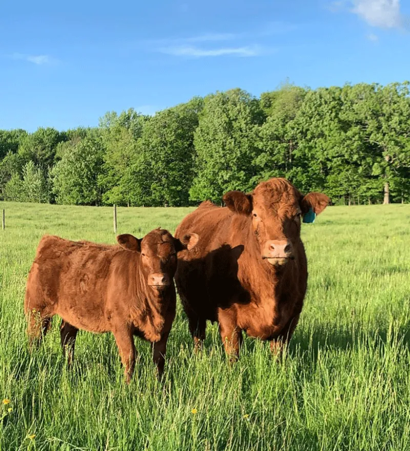Genomic testing for commercial beef heifers