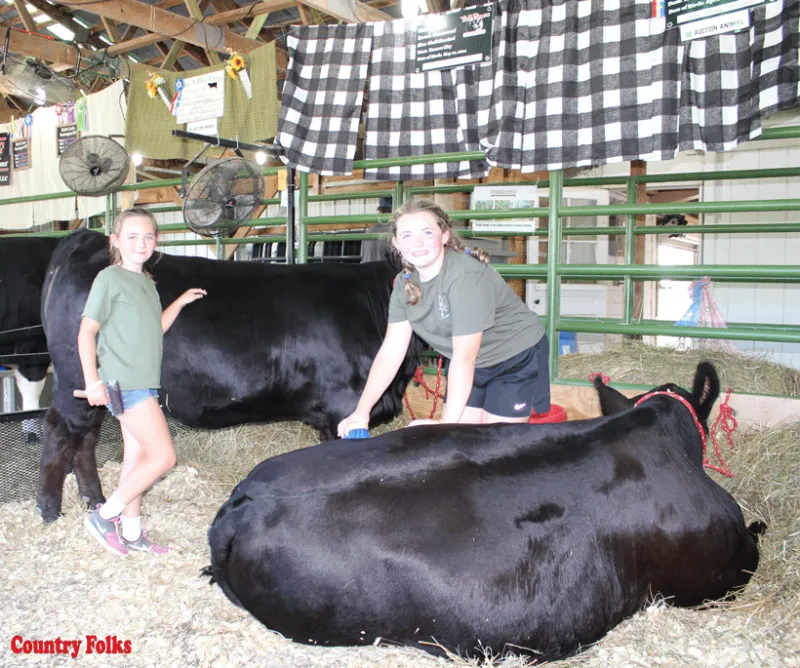 Tall Pines excels at cattle auction