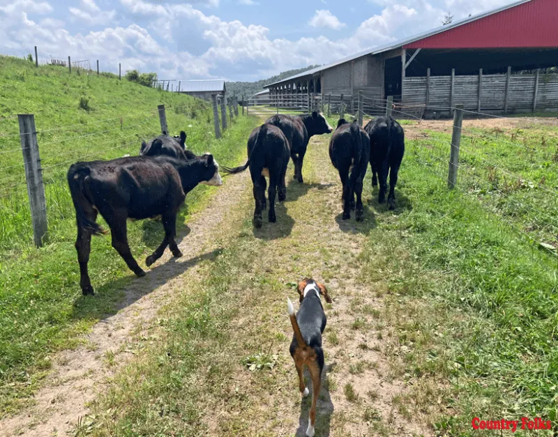 Delaware County farm welcomes triplets