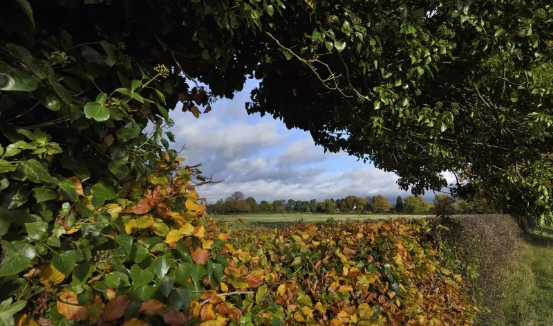Hedging your bets: The vital role of native windbreaks and buffers