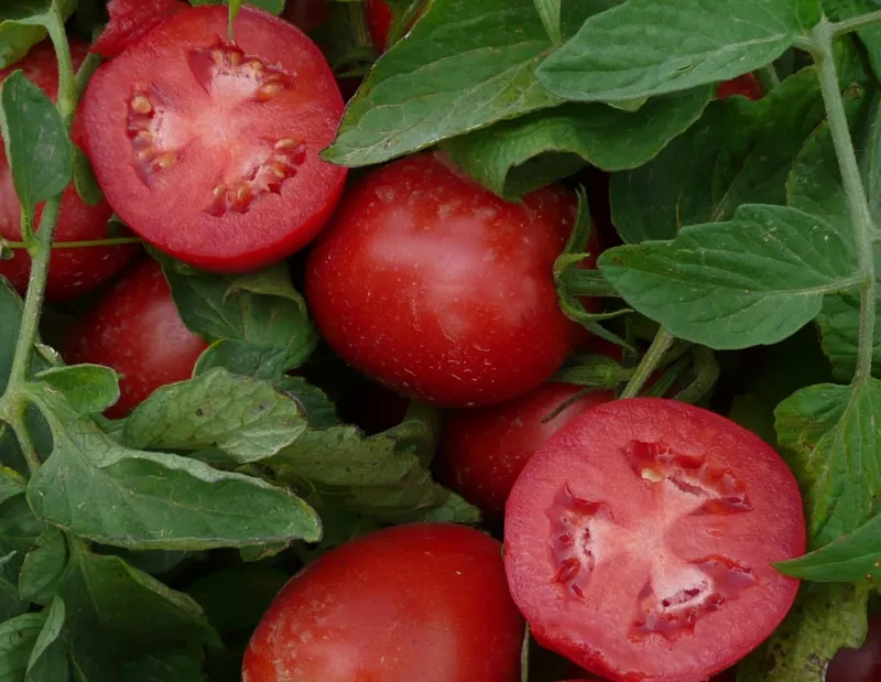 Tomato-soy juice lowers inflammation in adults with obesity