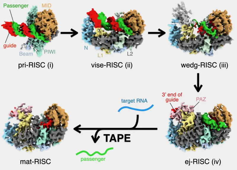 Unsealing cells' 'black box' strategy to regulate gene activation