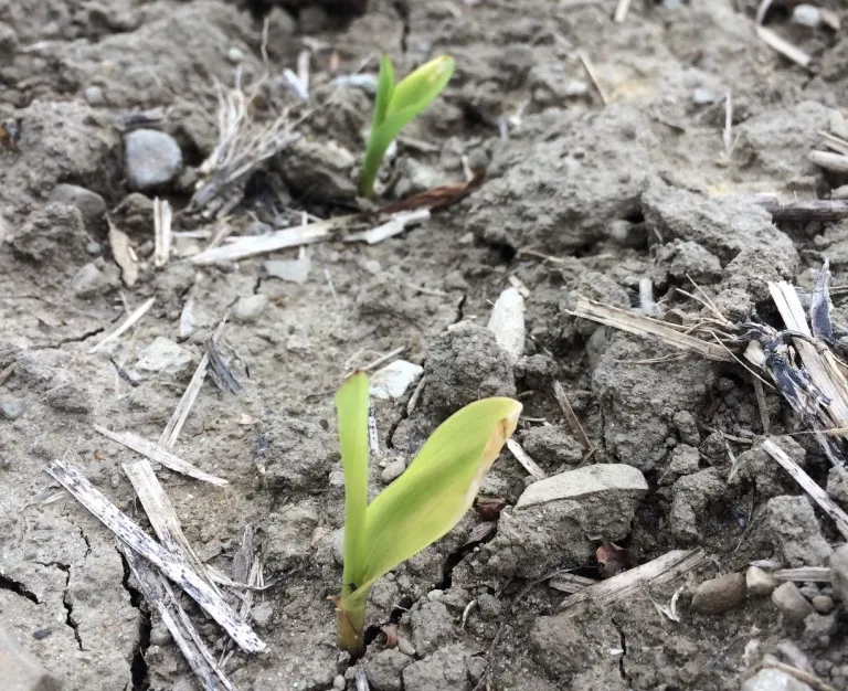 Weigh the risks before planting in soggy soil