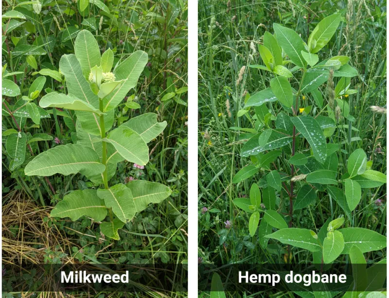 Hemp dogbane vs. milkweed: ID and control for livestock safety