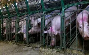 The Violence We Normalize: The Moral Contradiction of Industrial Meat Consumption