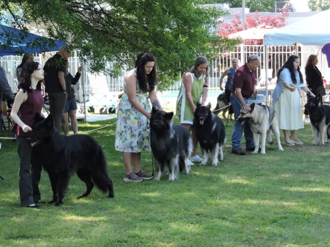 Shiloh Shepherds show off in Weirton