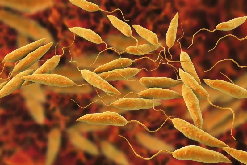 Phase 1 clinical trial set to begin on first leishmaniasis vaccine