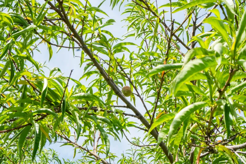 Ohio, Pa. orchards devastated by spring freeze