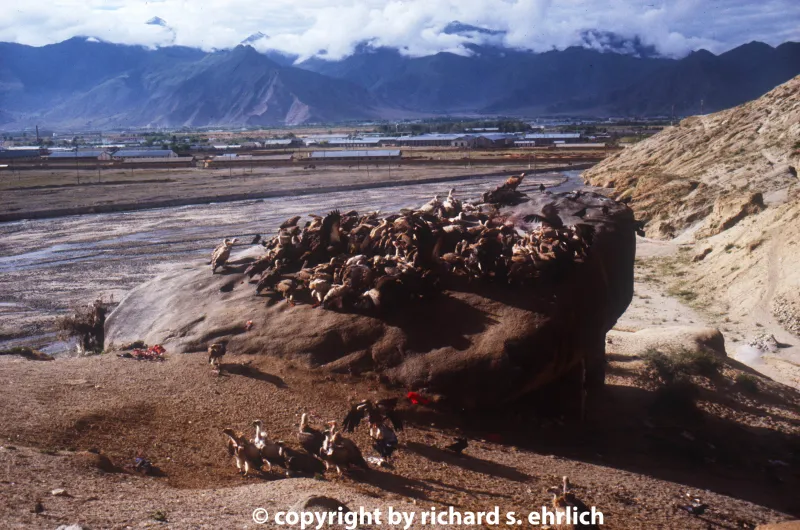 Vultures Eat the Dead in Tibetan Sky Funeral