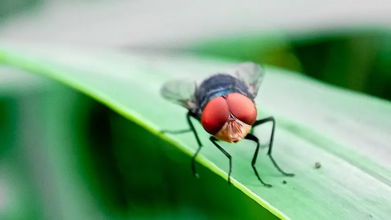 Flesh-eating screwworm found in Texas; USDA launches massive response