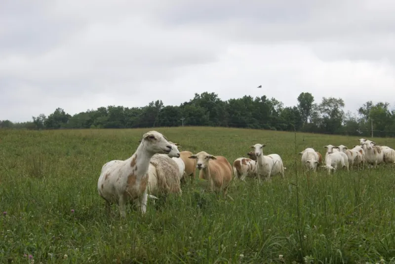 Is your herd well-fed or just full?