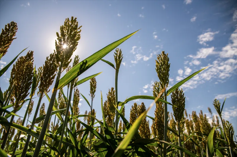 Find fast forage growth with warm-season annuals