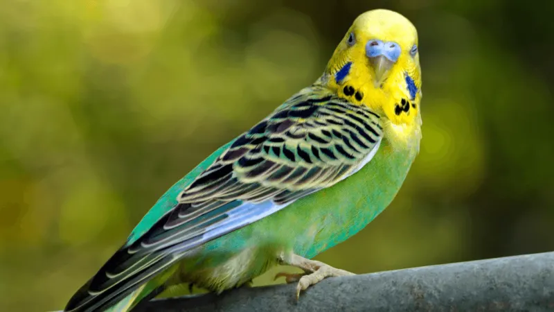 Ohio-based Petland says it doesn't source from PETA-abhorred Creekside Birds
