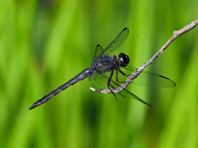 Dragonflies: Unique aerial acrobats