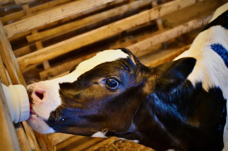 Only 10 viral particles cause H5N1 avian flu infection in cows