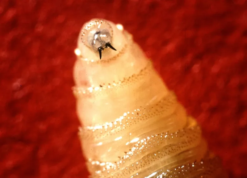 Some states tighten up movement restrictions as screwworm cases multiply