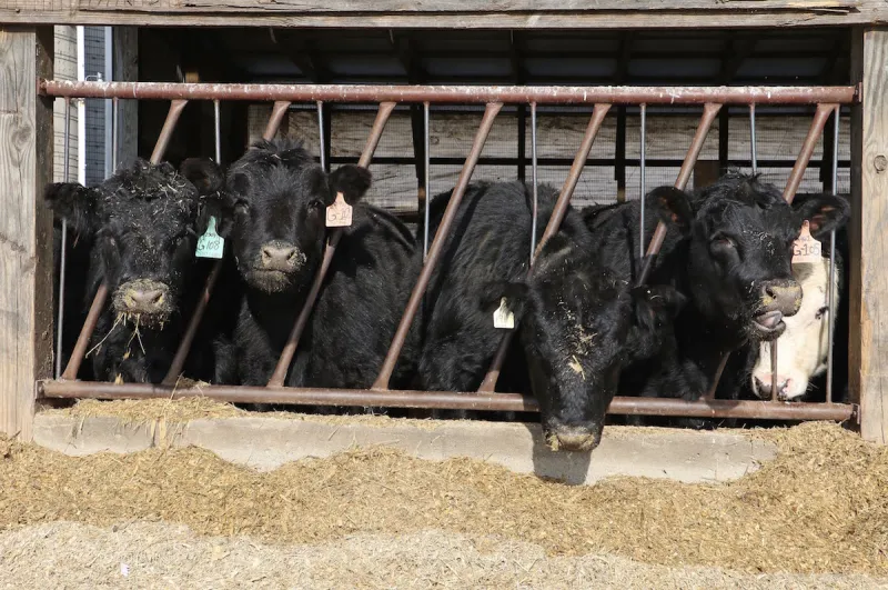 JBS to close beef packing plant in Souderton, Pa