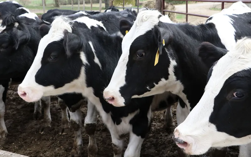 'Hats off' to the dairy industry this June