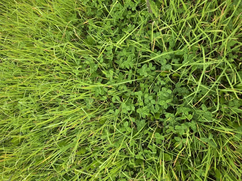 Do you know what's really growing in your pasture?